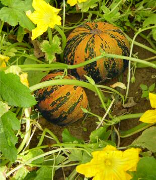 K&uuml;rbishof DEIMEL, Steirische &Ouml;lk&uuml;rbisse im K&uuml;rbisfeld